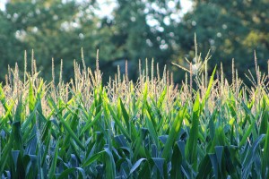 Only a Few Plants Are GMO Crops